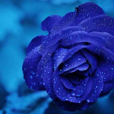 blue rose