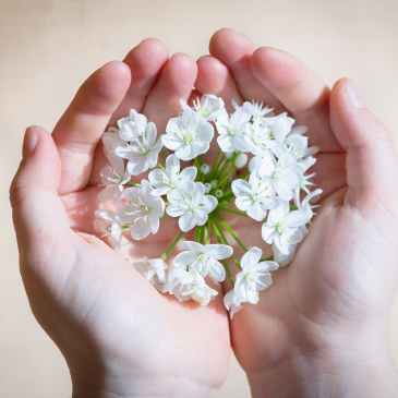 flower-blossom-bloom-white hands